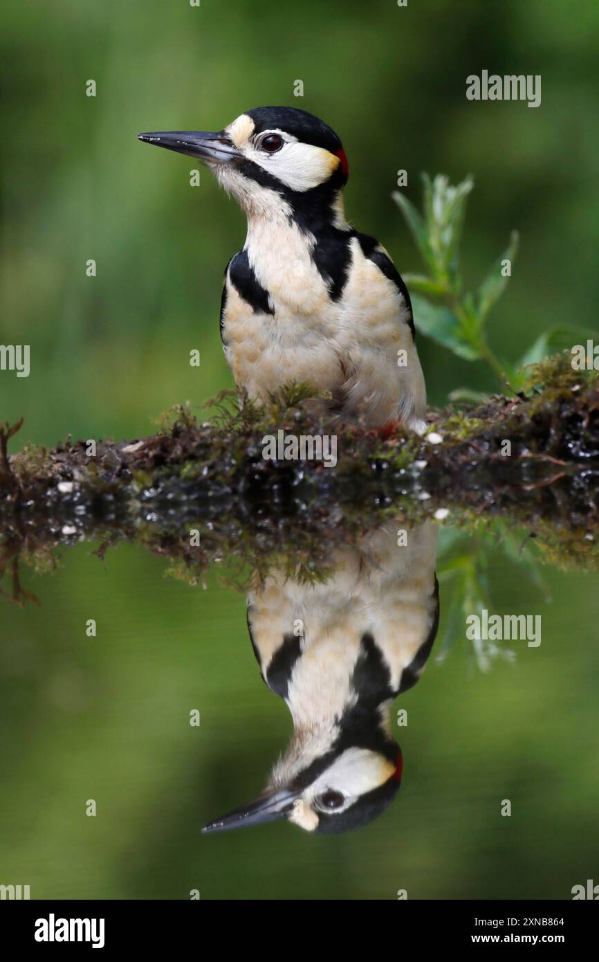 TOLLER FLECKENSPECHT mit Reflexion, UK. Stockfoto