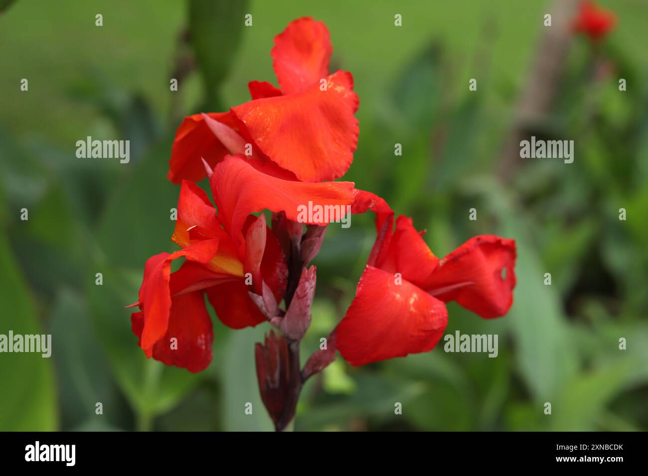 Rote Blume mit grünem verschwommenem Hintergrund, selektiver Fokus im Motiv. Stockfoto