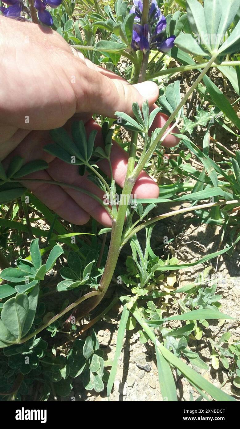 arroyo Lupine (Lupinus succulentus) Plantae Stockfoto