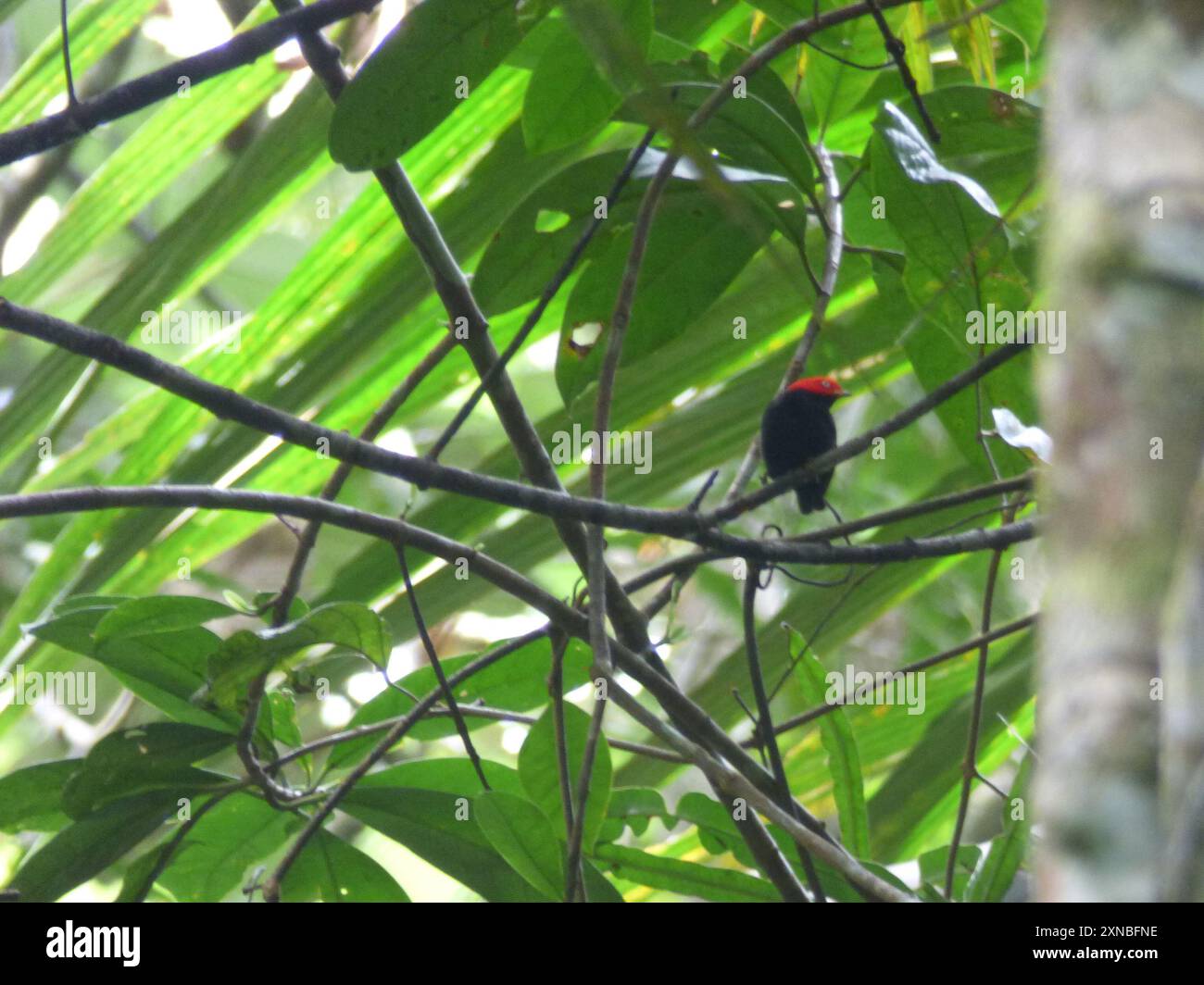 Rotkappenmanakin (Ceratopipra mentalis) Aves Stockfoto