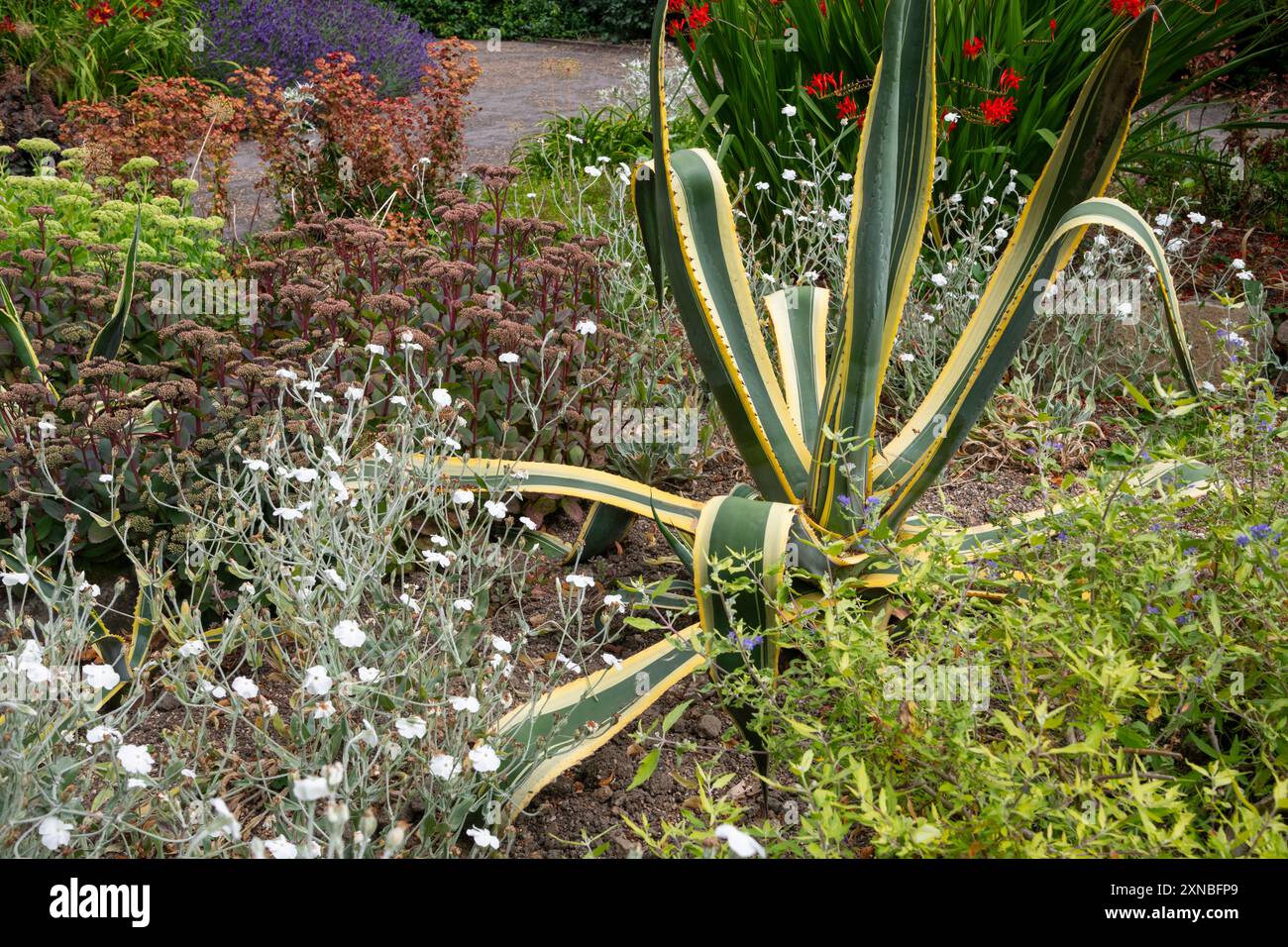 Sommerpflanzen in Sheffield Botanical Gardens, South Yorkshire. Eine große bunte Agave, die sich zwischen mehrjährigen Pflanzen befindet. Stockfoto