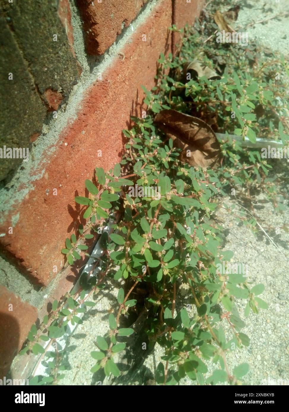 Fleckenspurge (Euphorbia maculata) Plantae Stockfoto