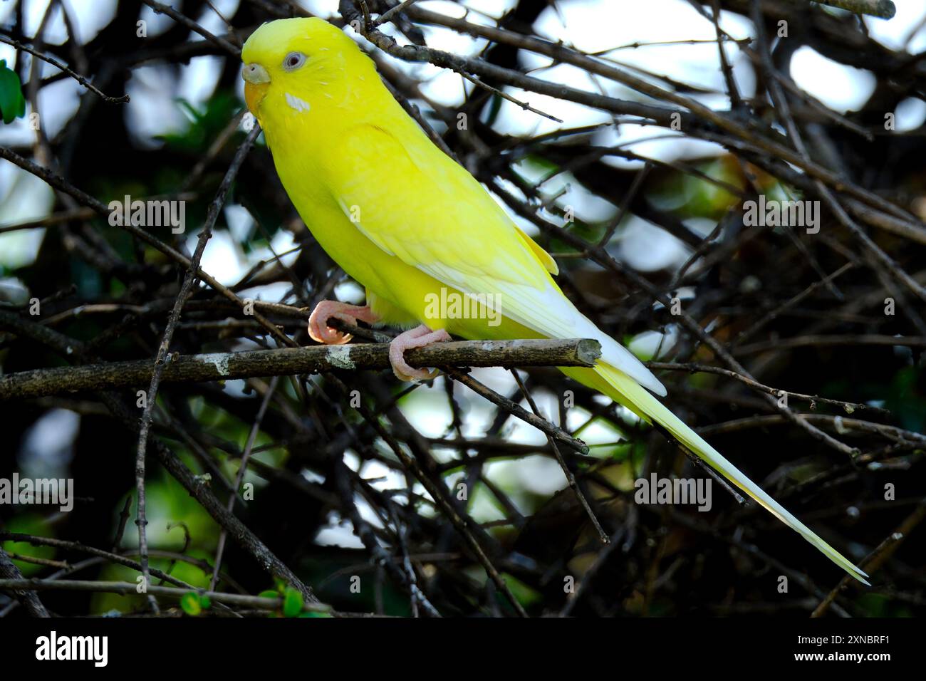 Gelber Wellensittich, der auf den Zweigen eines Baumes sitzt. Stockfoto