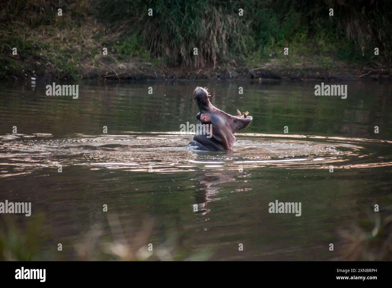 Flusspferde baden auf einem See mit weit geöffnetem Mund im Krüger-Nationalpark Stockfoto