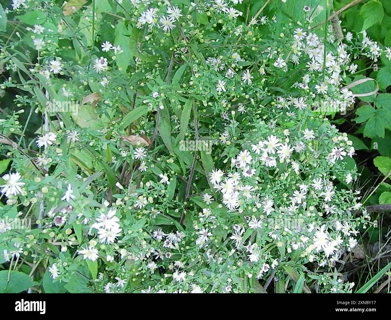 calico Aster (Symphyotrichum lateriflorum) Plantae Stockfoto