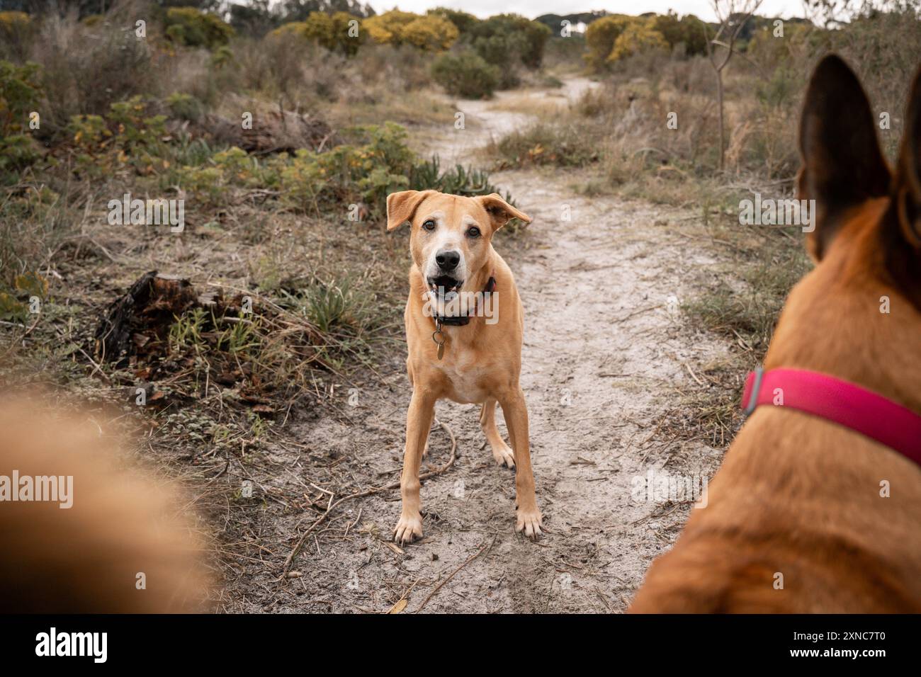 Ein Video von zwei Hunden, die auf einem Naturlehrpfad interagieren, mit Grün im Hintergrund Stockfoto