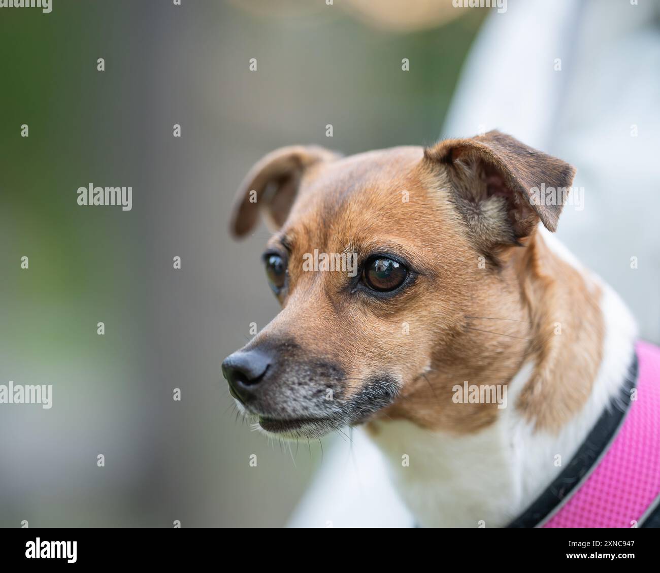 Porträt eines Jack Russell Terrier, Nahaufnahme an der Seite. Frontales Porträt des Hundes Jack Russell Terrier. Stockfoto