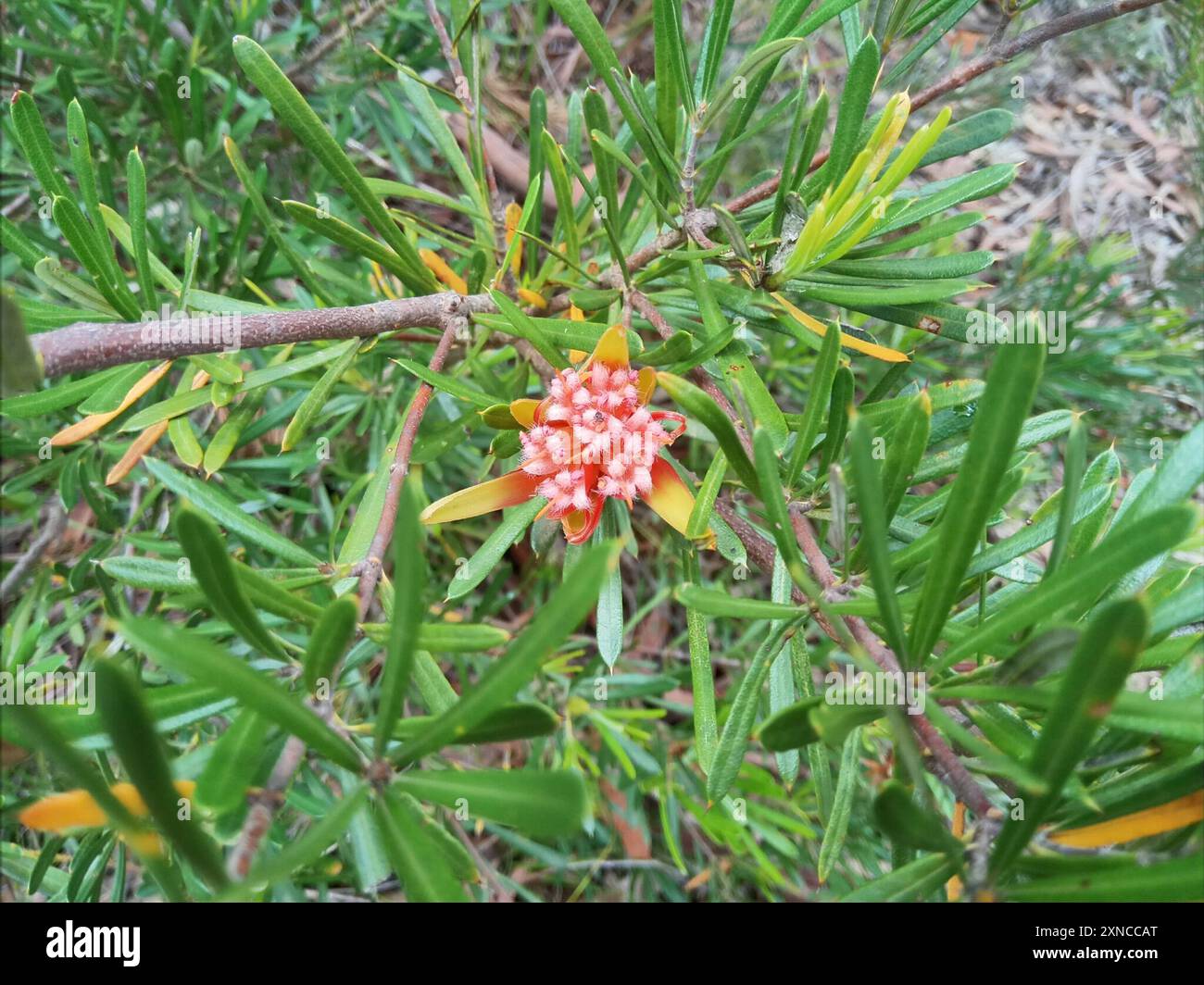 Bergteufel (Lambertia formosa) Plantae Stockfoto