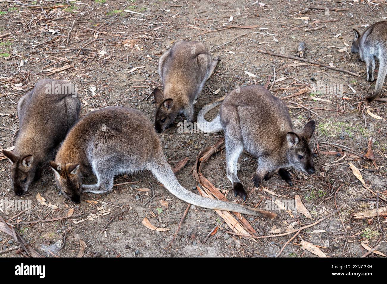 Das Rothalswallaby oder Bennett's Wallaby ist ein mittelgroßes Beuteltier, das in den gemäßigteren und fruchtbareren Teilen Ostaustraliens verbreitet ist Stockfoto