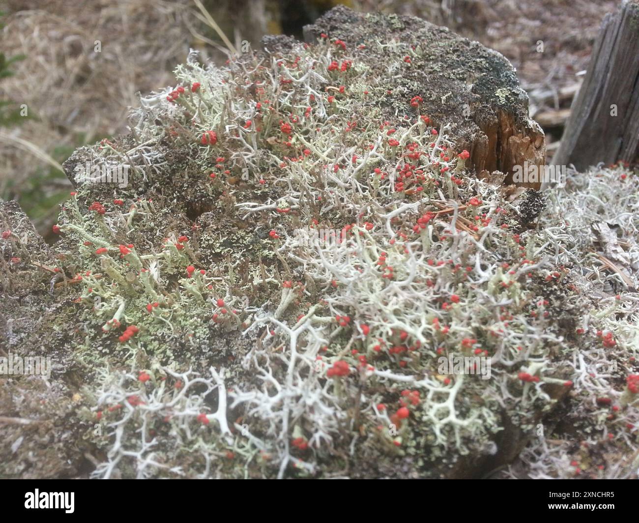 Britische Soldatenflechte (Cladonia cristatella) Pilze Stockfoto