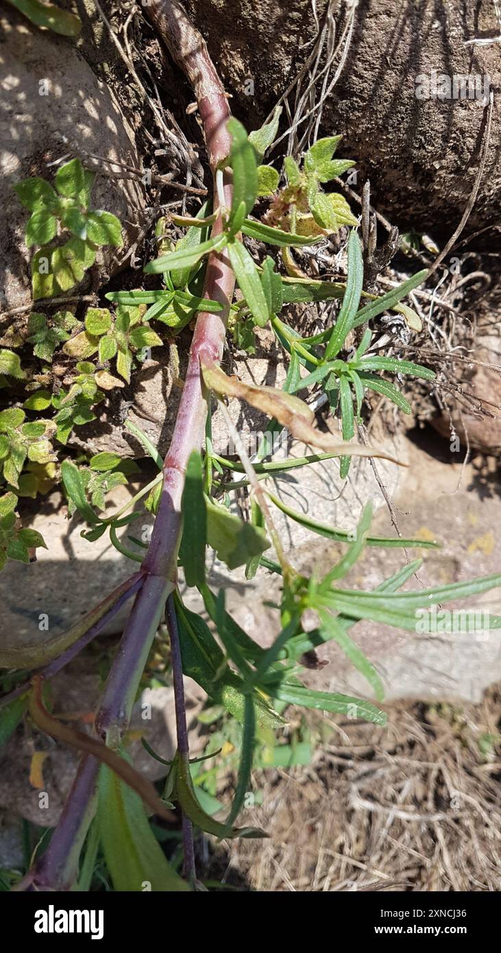 Wieselschnauze (Misopates orontium) Plantae Stockfoto