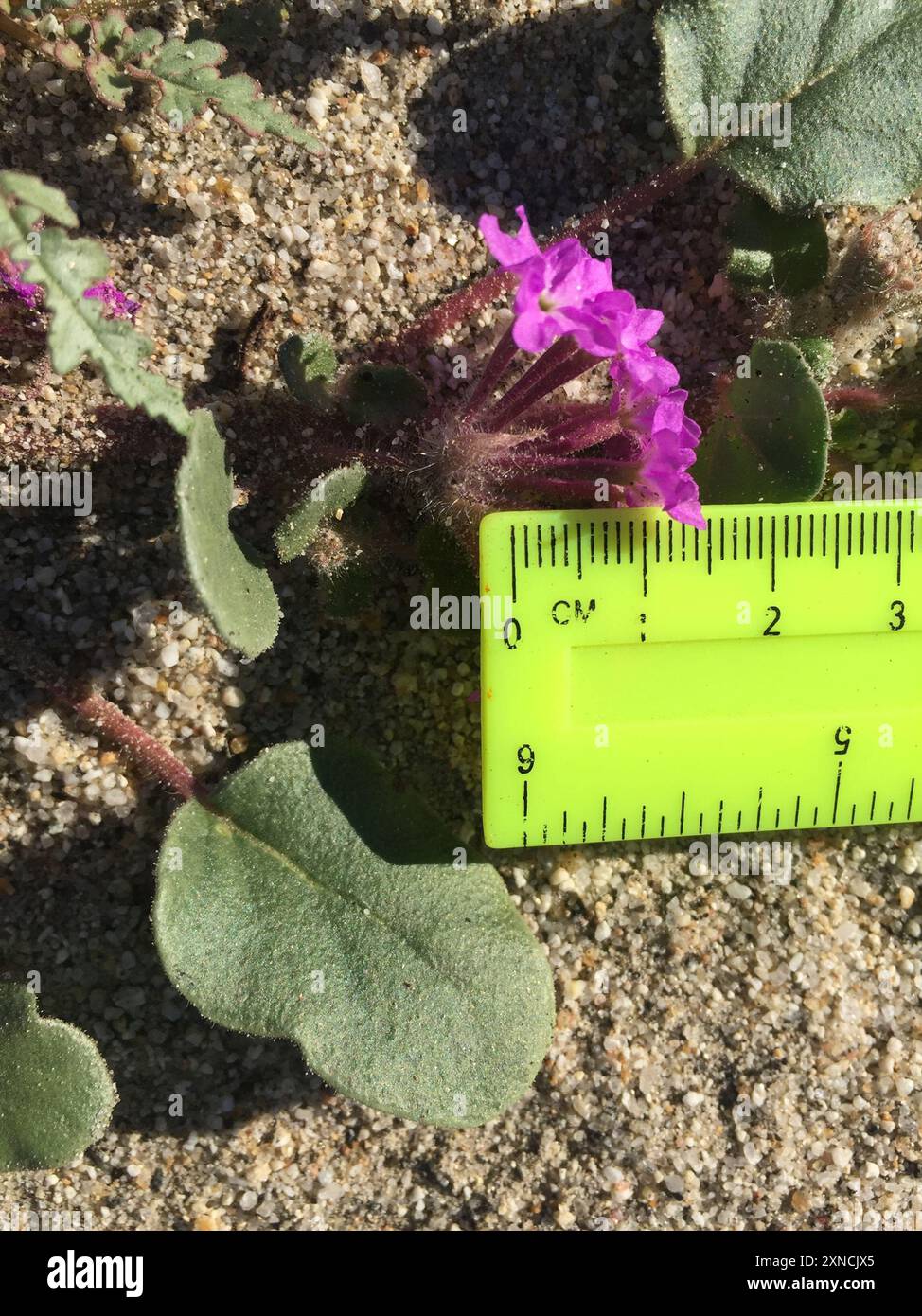 Behaarte Sand Verbene (Abronia villosa villosa) Plantae Stockfoto