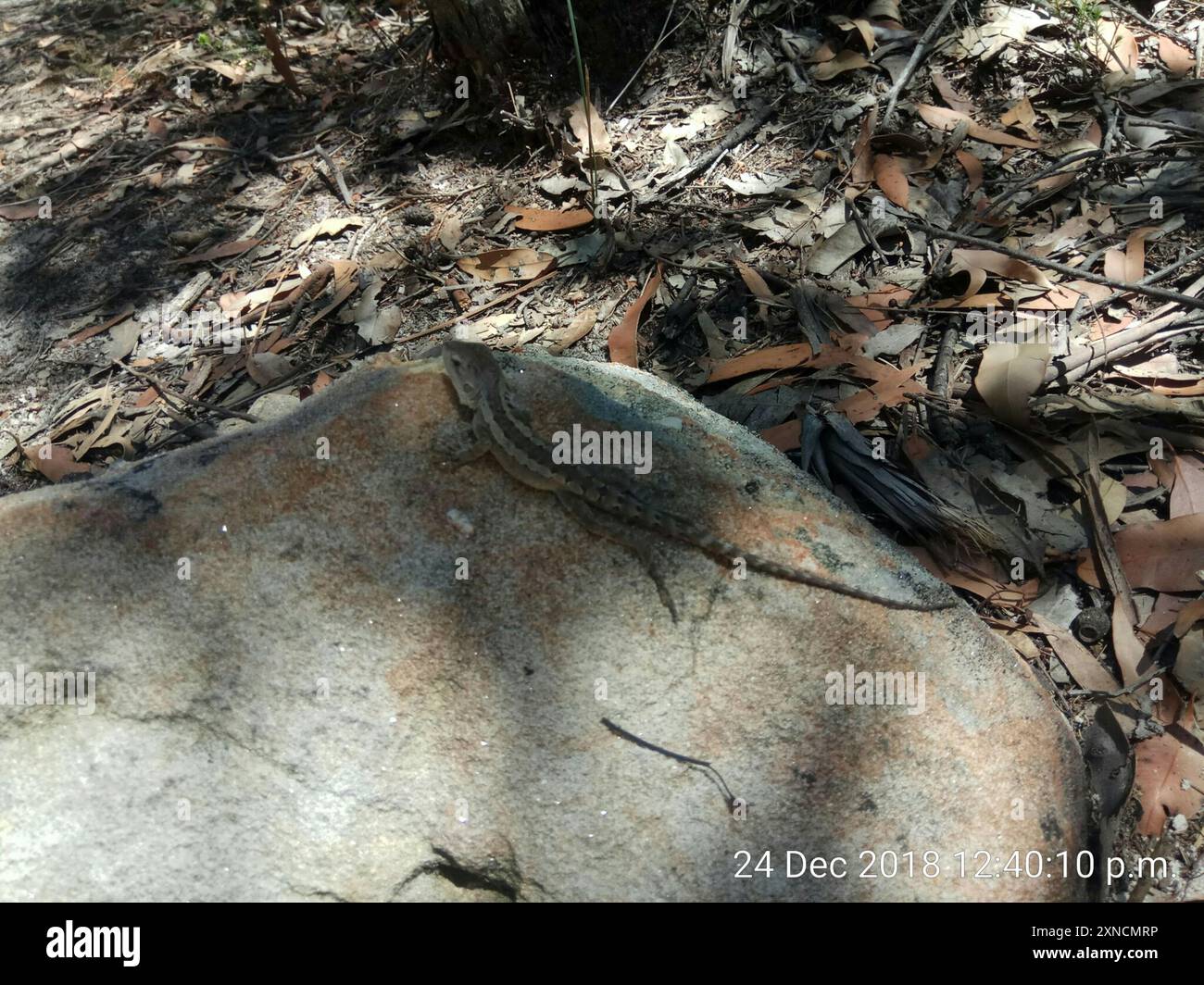 Jacky Dragon (Amphibolurus muricatus) Reptilia Stockfoto