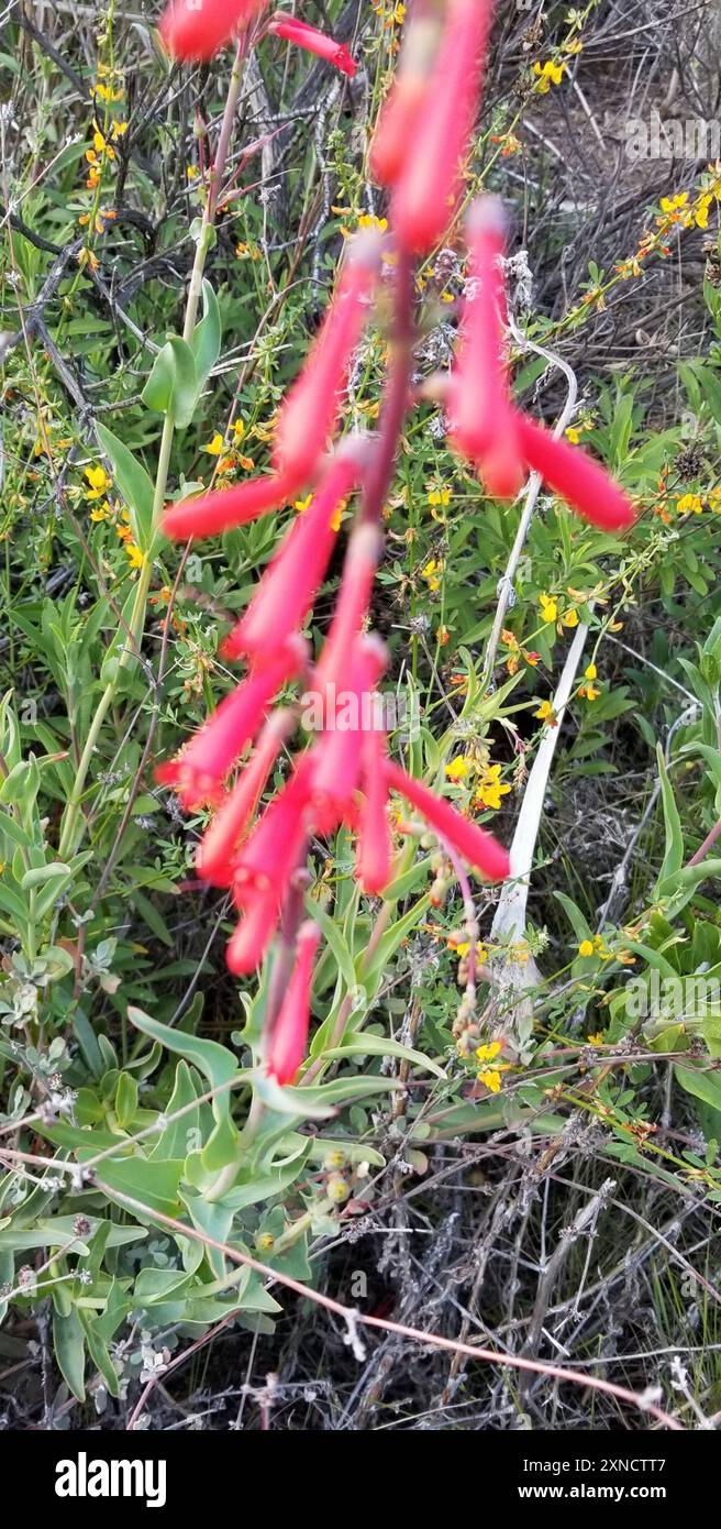 Scarlet Bugler (Penstemon centranthifolius) Plantae Stockfoto