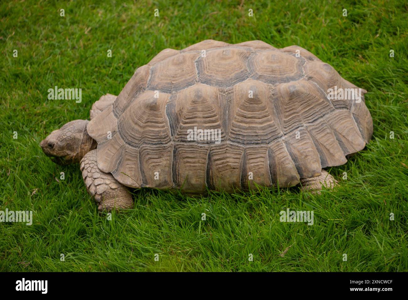 Aldabra Riesenschildkröte (Aldabrachelys gigantea), die Gras im Vogelschutzgebiet Bourton on the Water, England, Großbritannien, fressen Stockfoto