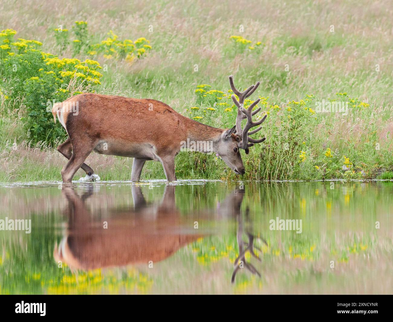 Rothirsch (Cervus elaphus), der an einem Teich mit Blumen im Hintergrund entlang geht. Foto aus einem Fell in Huntly, Aberdeenshire, Schottland, Großbritannien Stockfoto