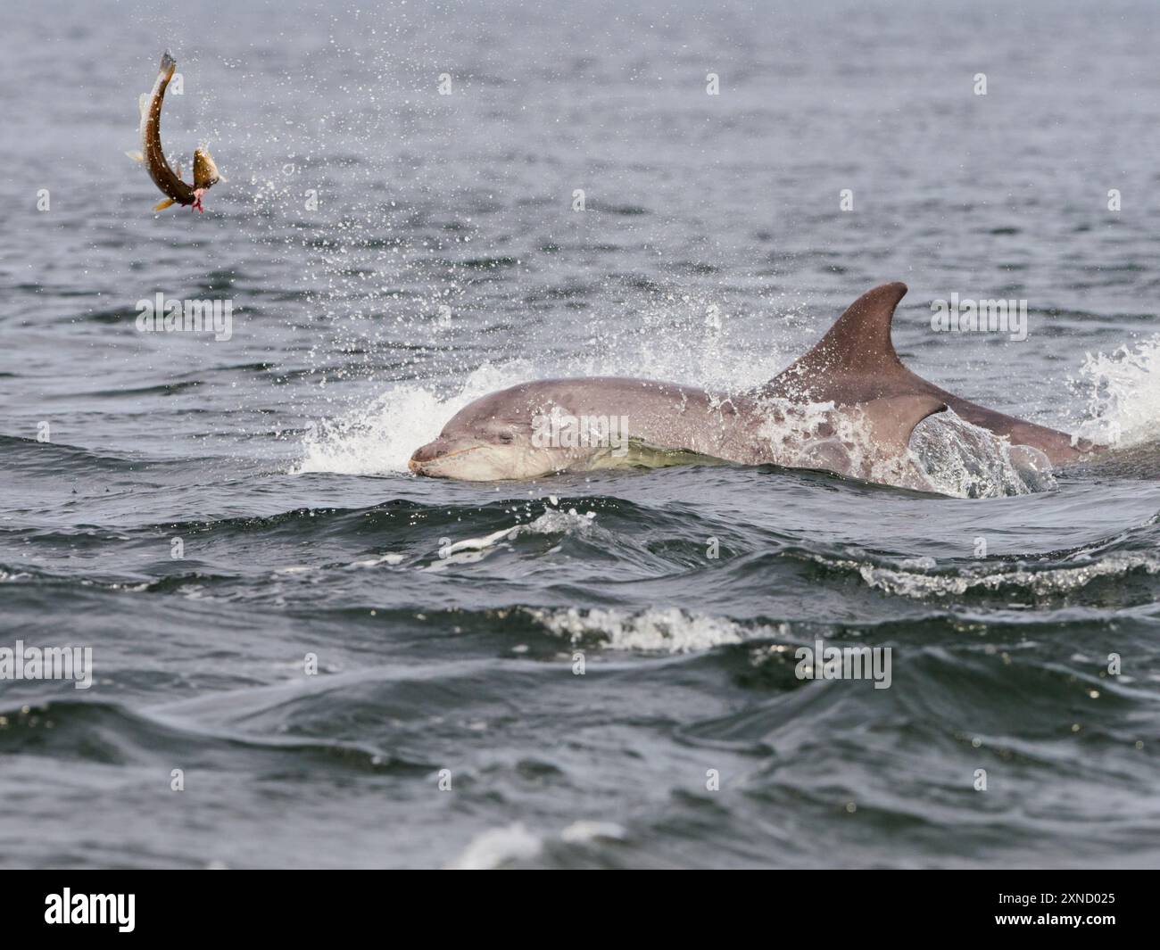 Tümmler (Tursiops truncatus) jagen, Lachse jagen im Moray Firth, Schottland, Vereinigtes Königreich Stockfoto