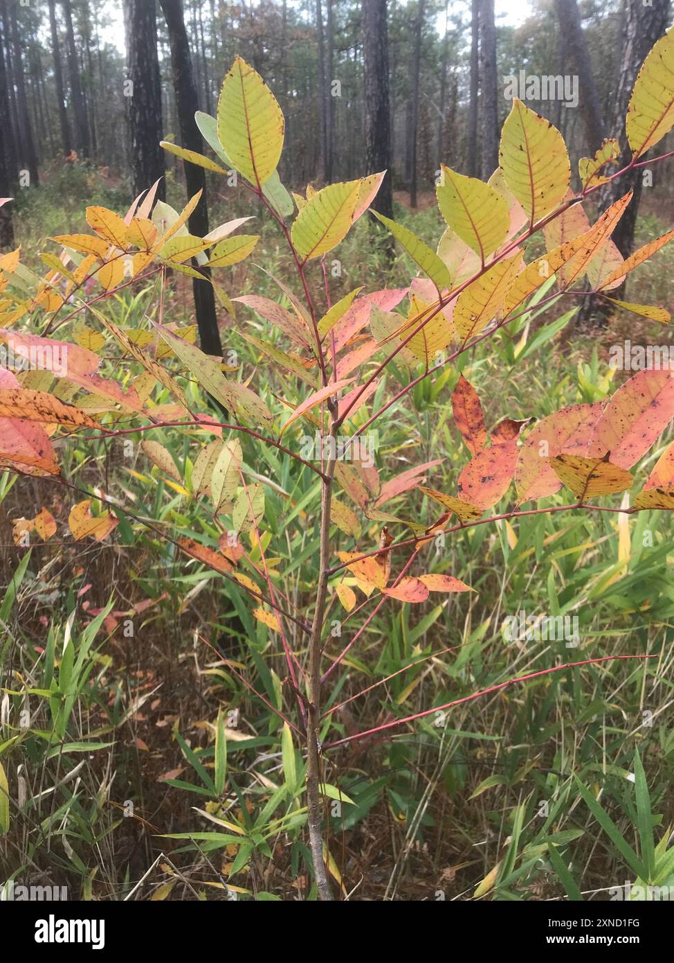 Poison Sumac (Toxicodendron vernix) Plantae Stockfoto