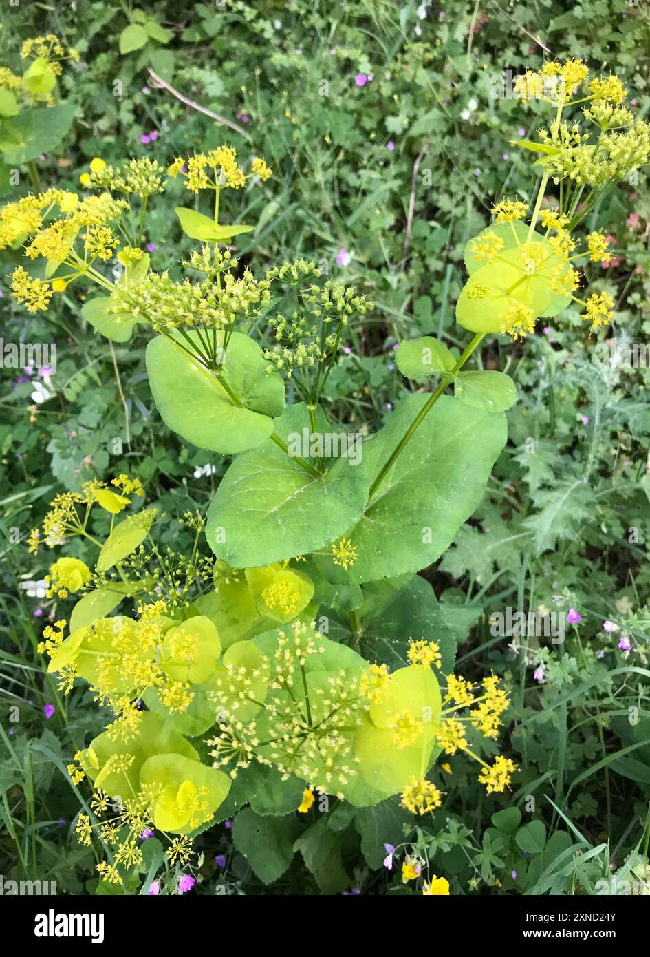 Perfoliate Alexanders (Smyrnium perfoliatum) Plantae Stockfoto