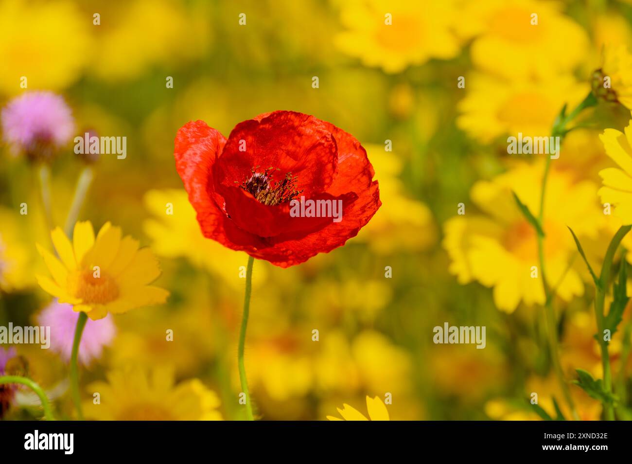 Mohn zwischen wilden Blumen. Stockfoto