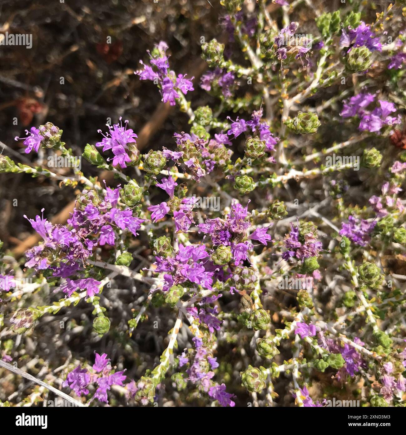 Spanischer Oregano (Thymbra capitata) Plantae Stockfoto