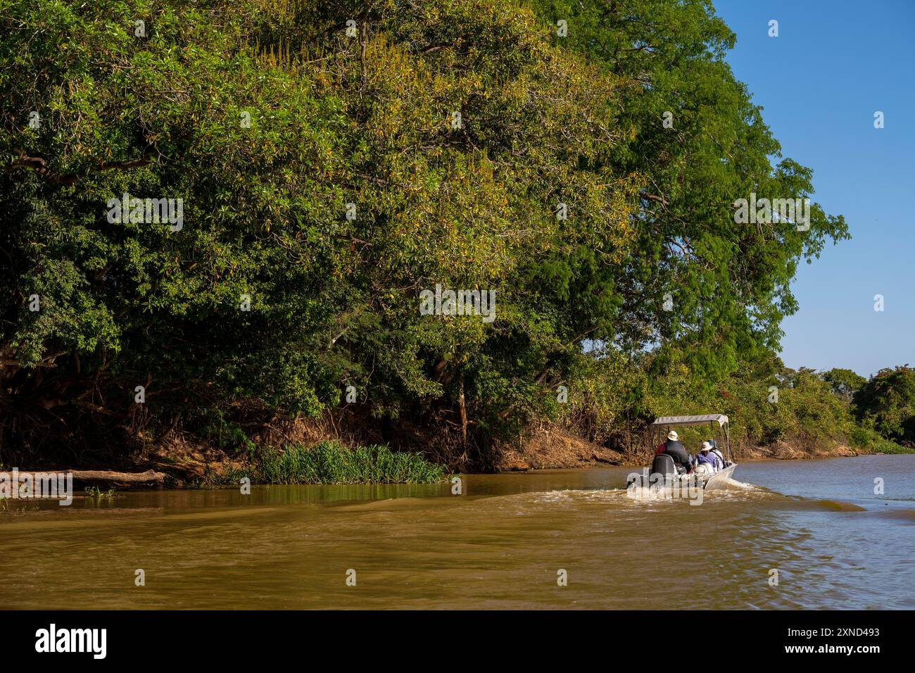 Touristen auf der Suche nach dem jaguar, der größten südamerikanischen Katze, Meeting of Waters Park, Pantanal von Mato Grosso, Brasilien Stockfoto