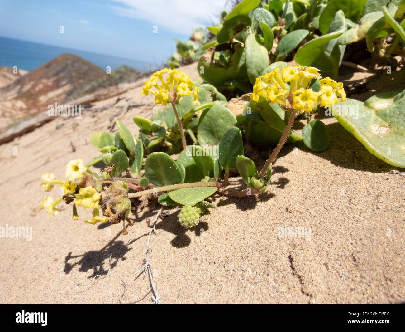 Gelbsand Verbene (Abronia latifolia) Plantae Stockfoto