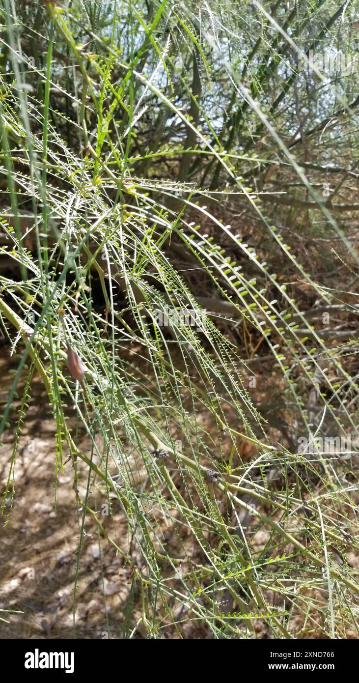 Mexikanischer palo verde (Parkinsonia aculeata) Plantae Stockfoto