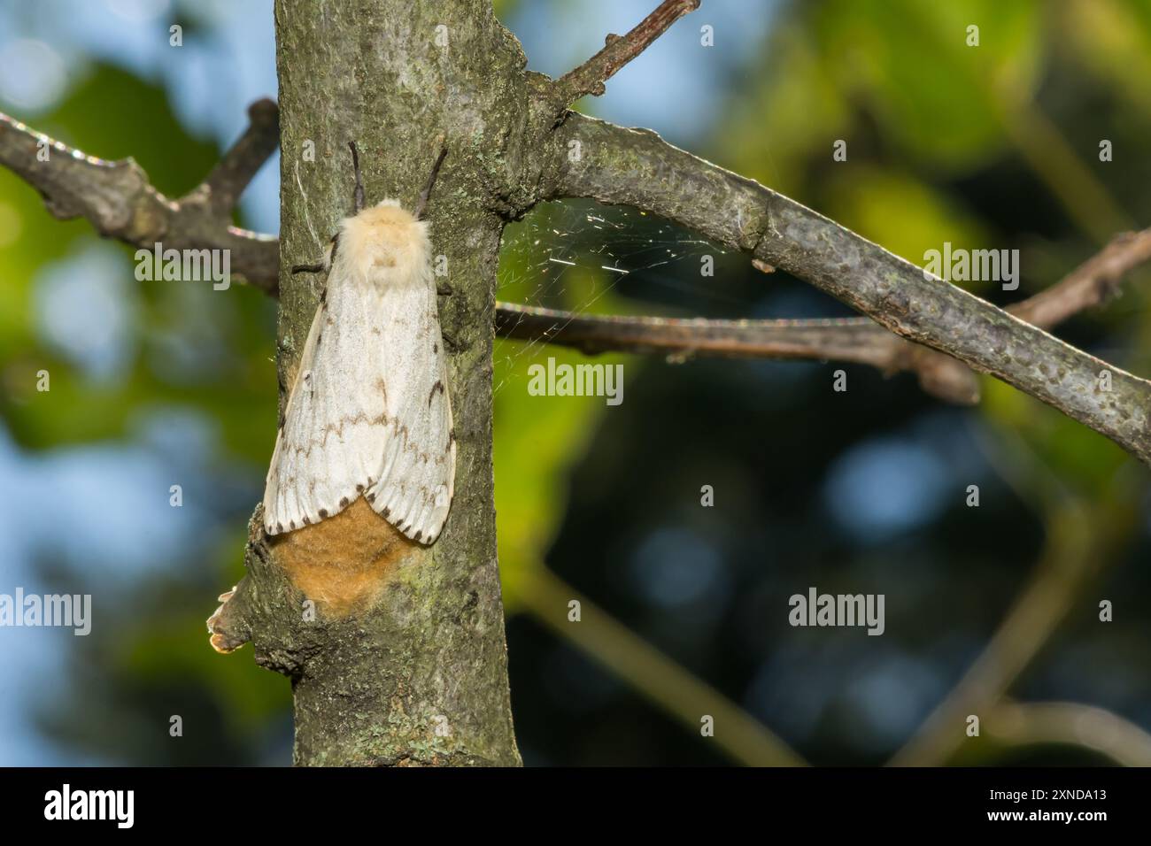 Schwammmotte legt eine Eiermesse - Lymantria dispar Stockfoto