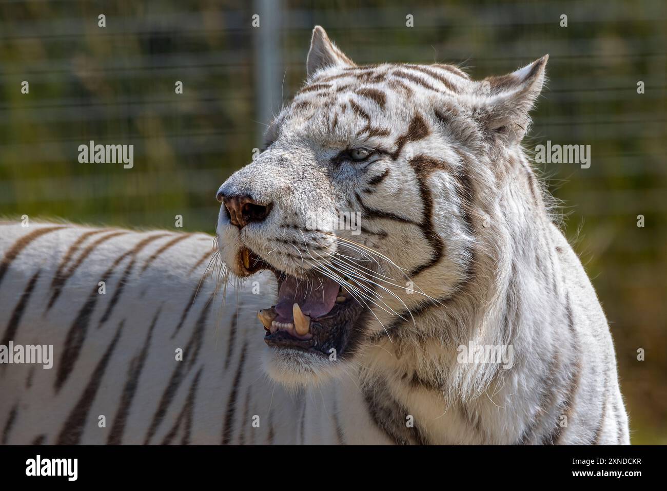 Weißen Königstiger Stockfoto