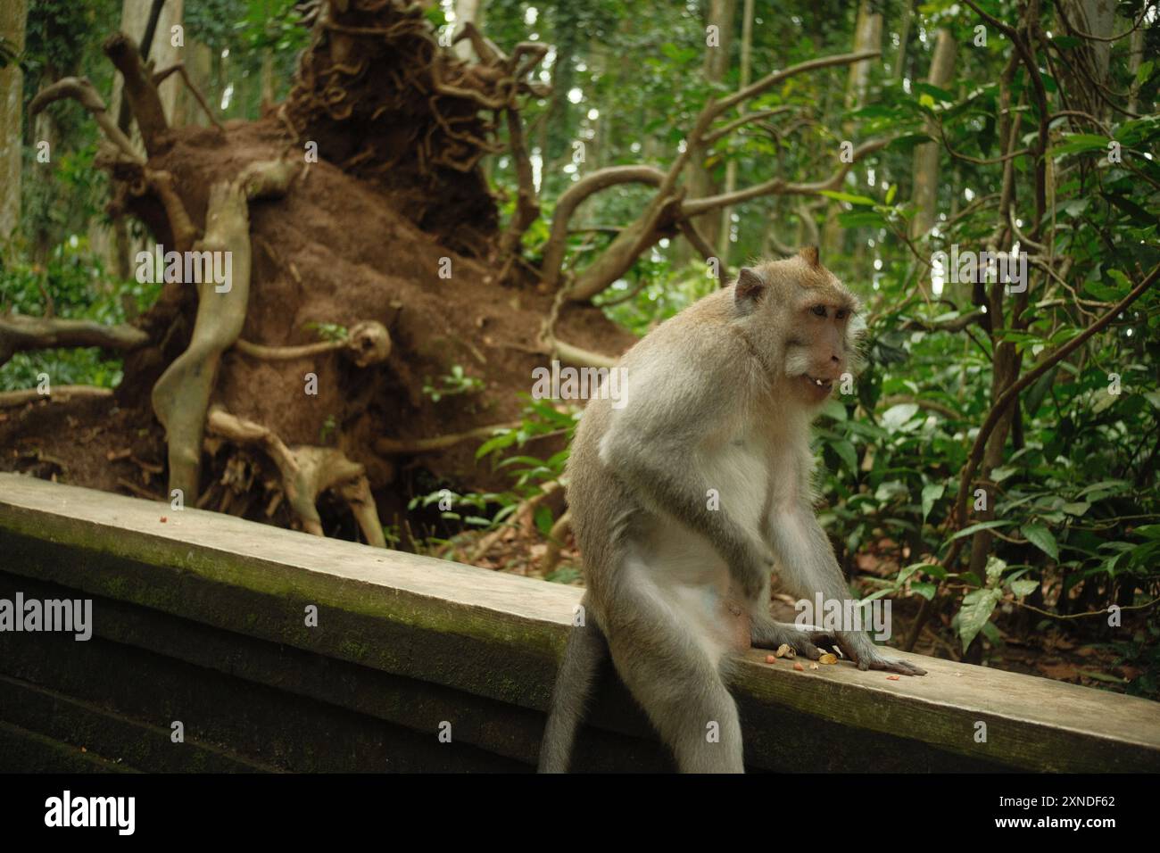 Ein Makaken der Macaca fascicularis-Art befindet sich in der Nähe eines großen umgestürzten Baumes in einem tropischen Wald, dessen Wurzeln aufgrund der globalen Erwärmung beschädigt sind Stockfoto