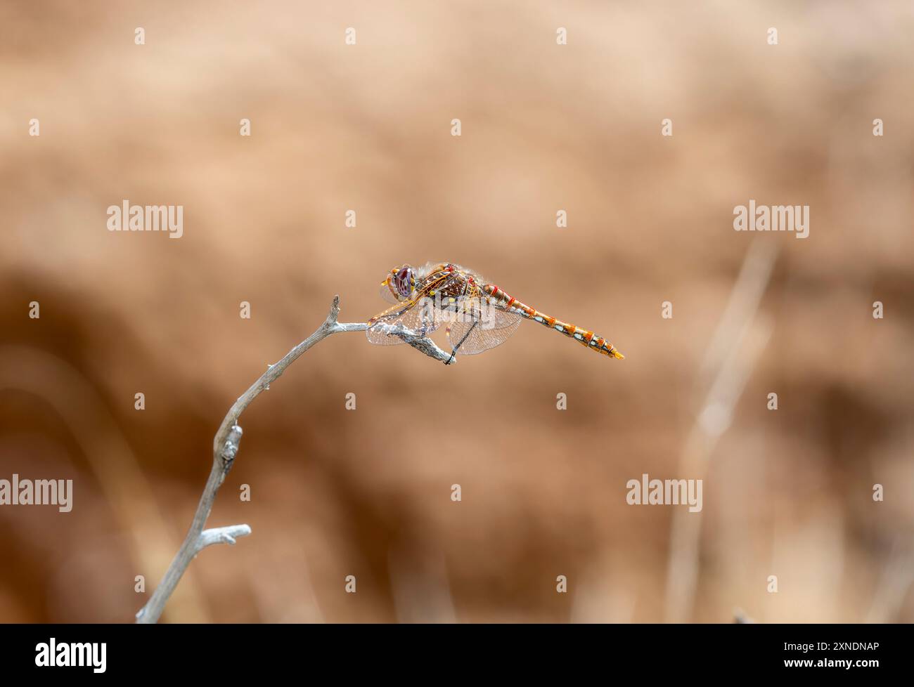 Eine bunte Meadowhawk Sympetrum corruptum Libelle thront zart auf einem dünnen Ast in Colorado Stockfoto