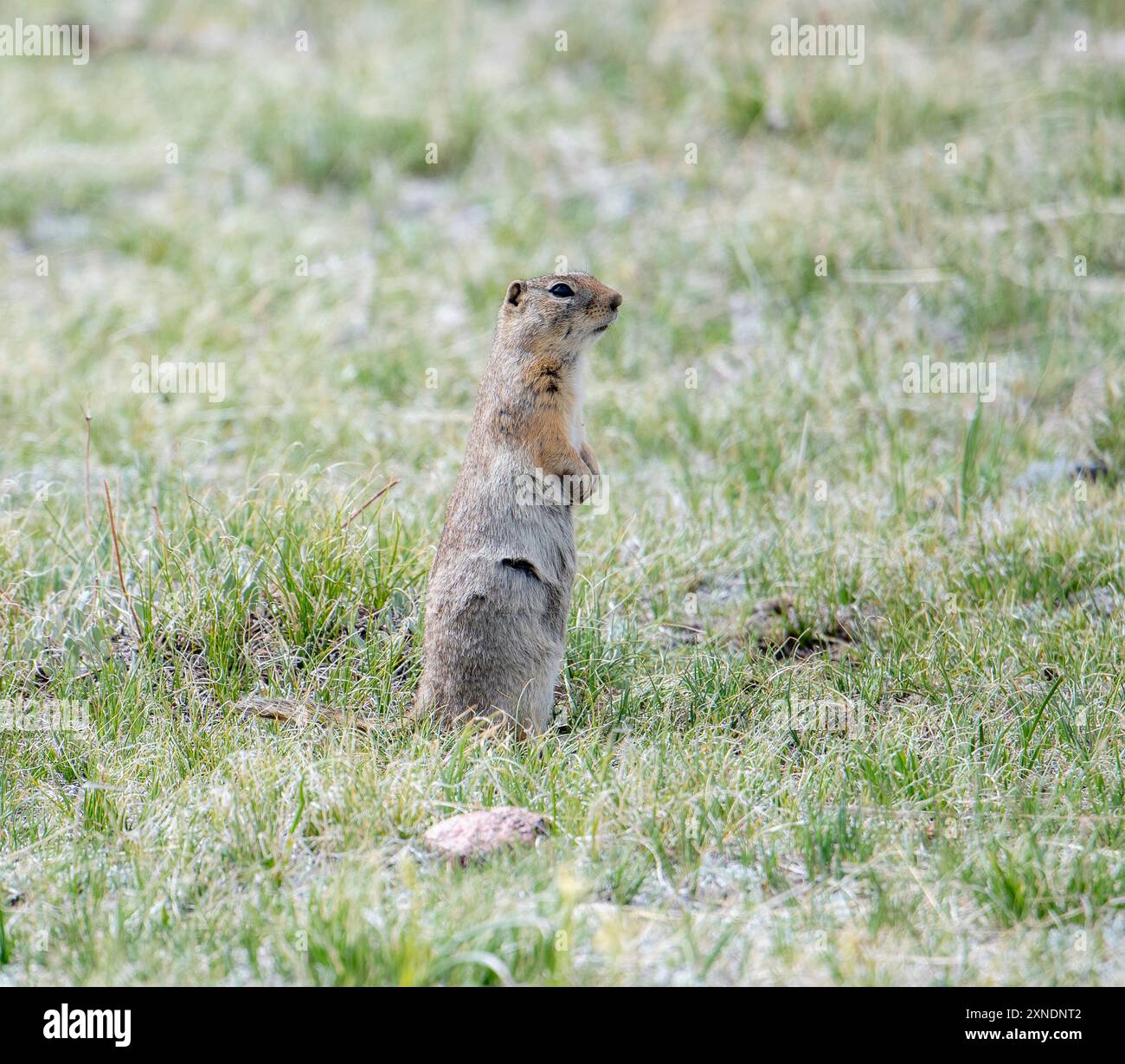 Ein Wyoming Ground Eichhörnchen Urocitellus elegans steht aufrecht auf seinen Hinterbeinen auf einer lebendigen Wiese in Colorado Stockfoto