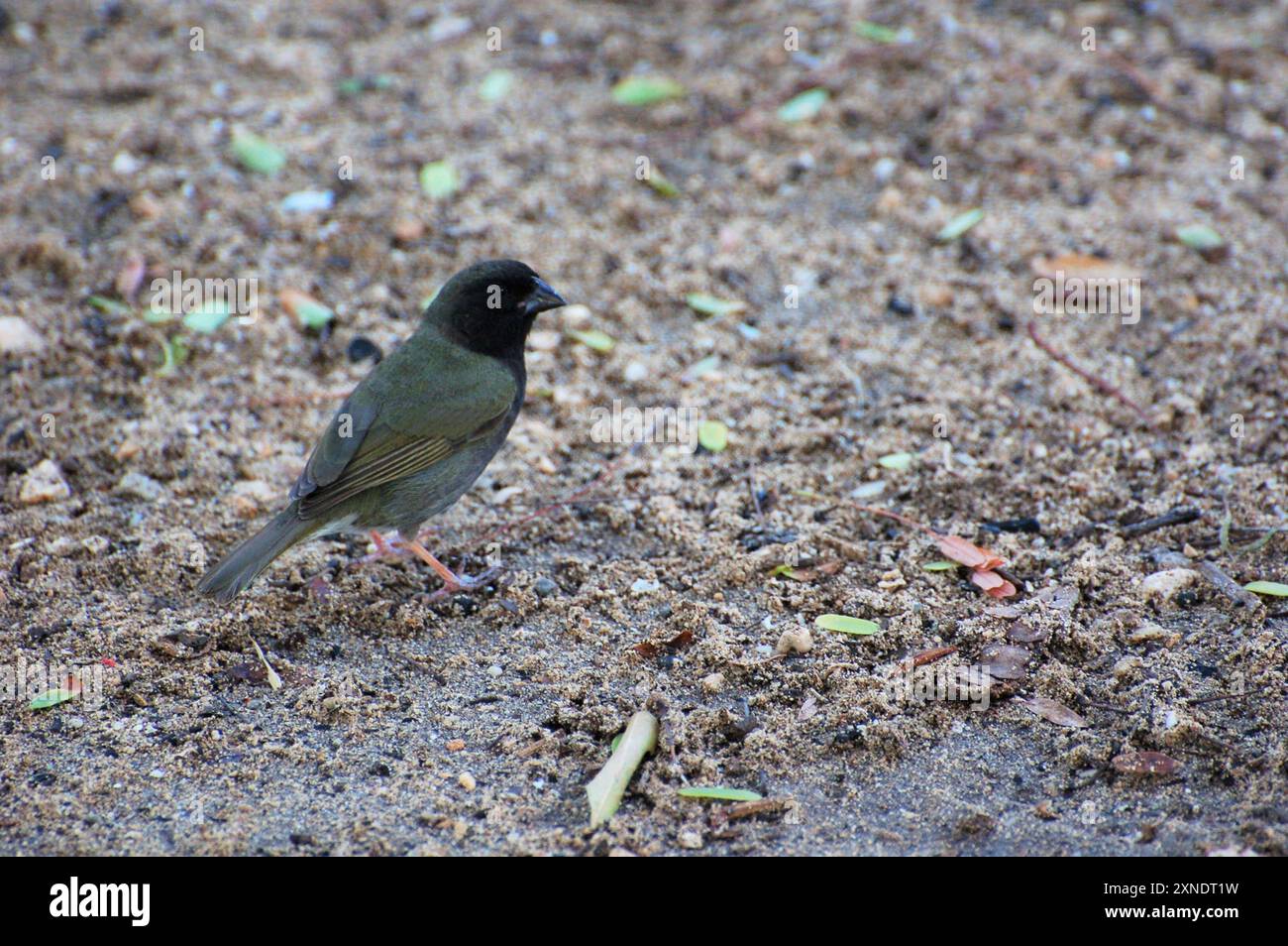 Grassquit (Melanospiza bicolor) Aves Stockfoto