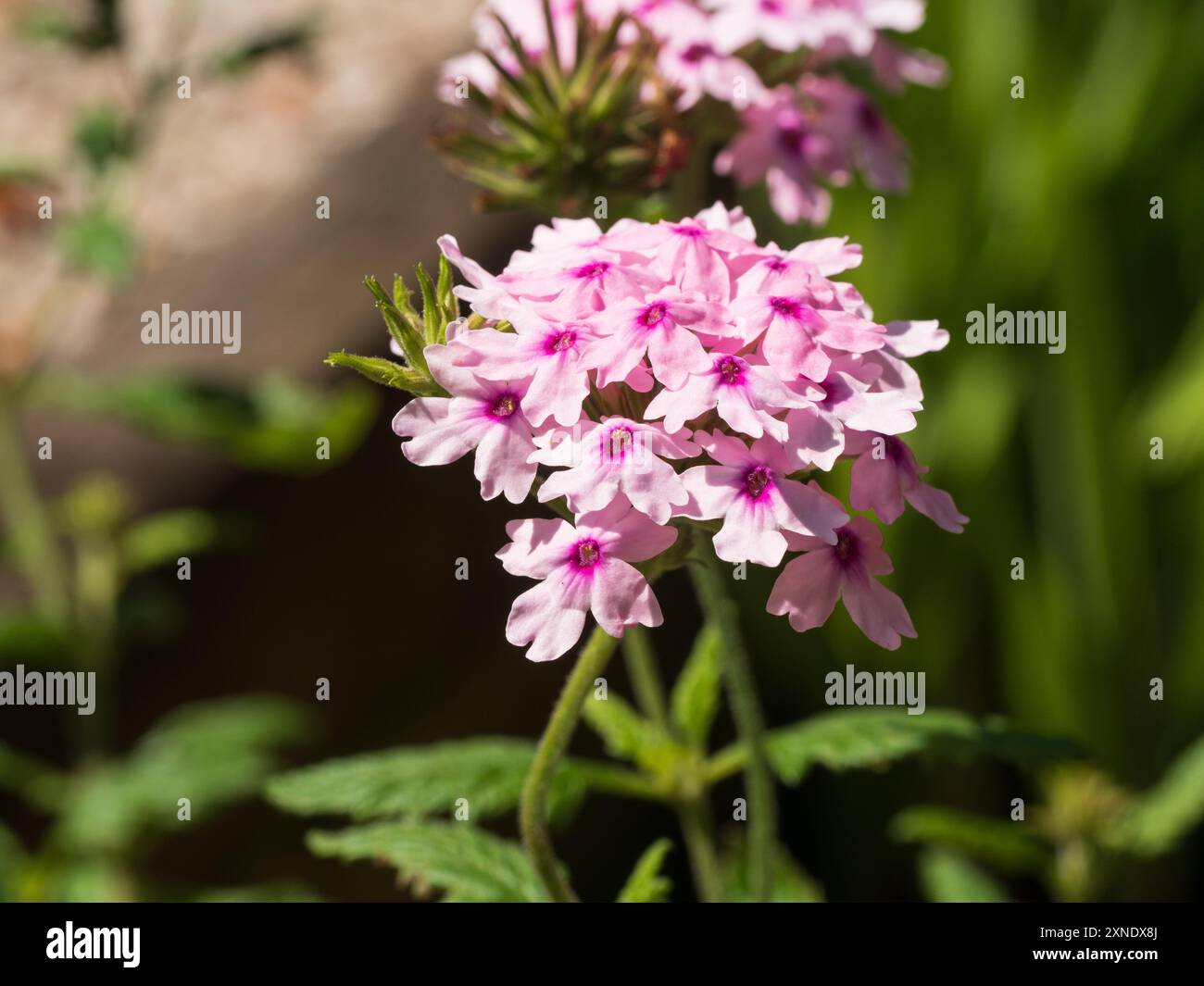 Rosafarbene Sommerblumen im Kopf von Glandularia (Verbena), „Margaret's Memory“, trockentolerante Sommerbeete Stockfoto