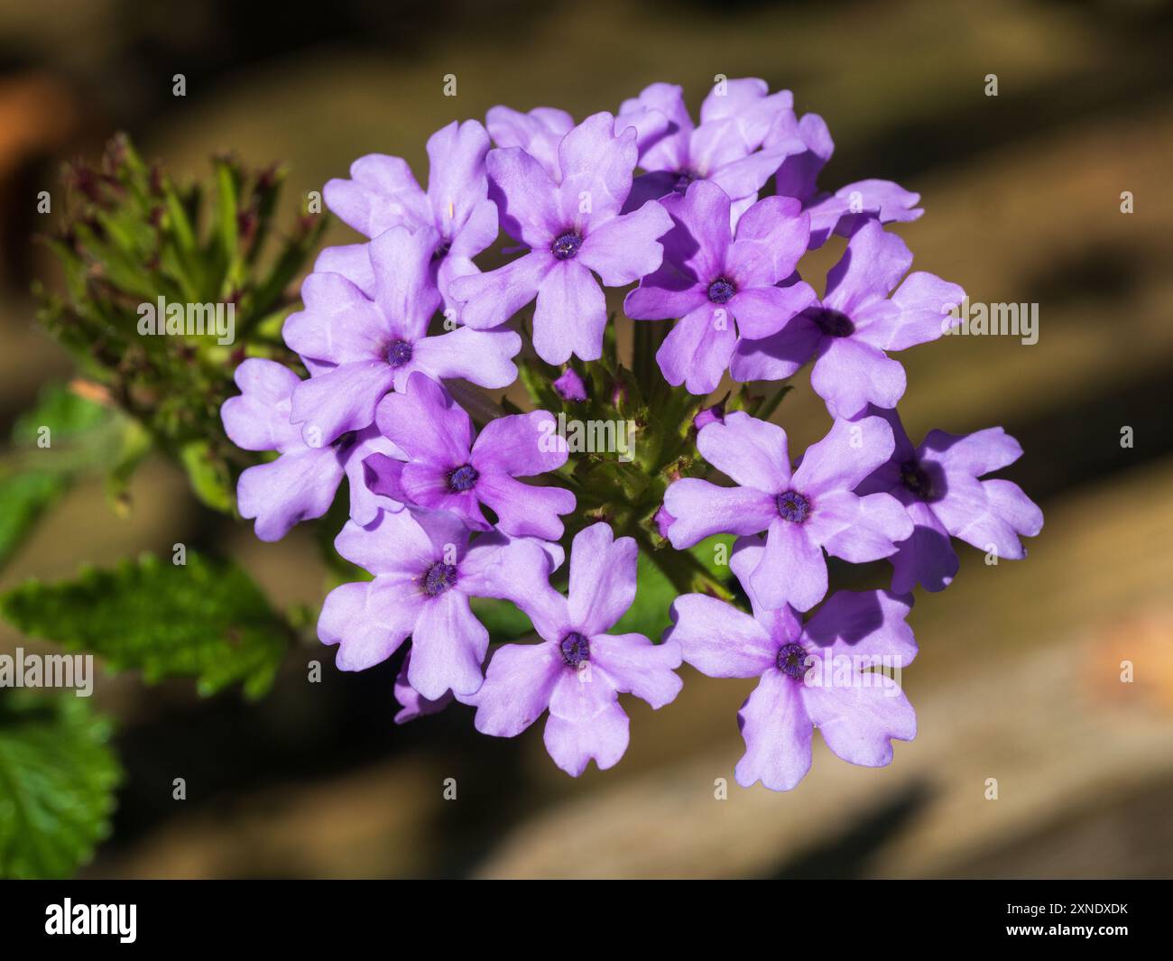 Malvenfarbene Sommerblumen im Kopf von Glandularia (Verbena) „La France“, trockentolerante Sommerbeete Stockfoto