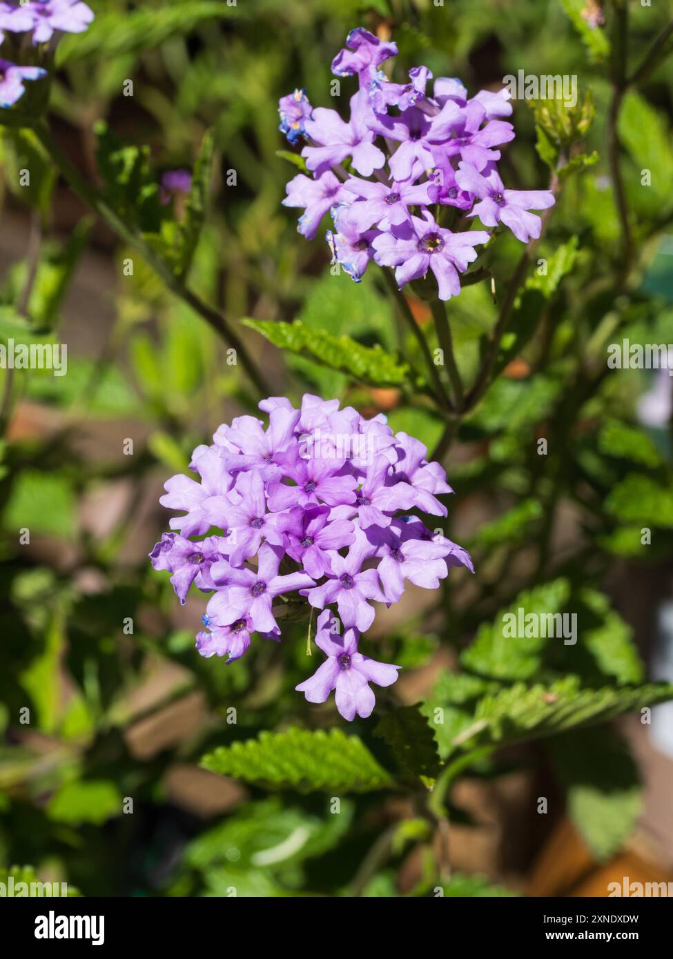 Malvenfarbene Sommerblumen im Kopf von Glandularia (Verbena) „La France“, trockentolerante Sommerbeete Stockfoto