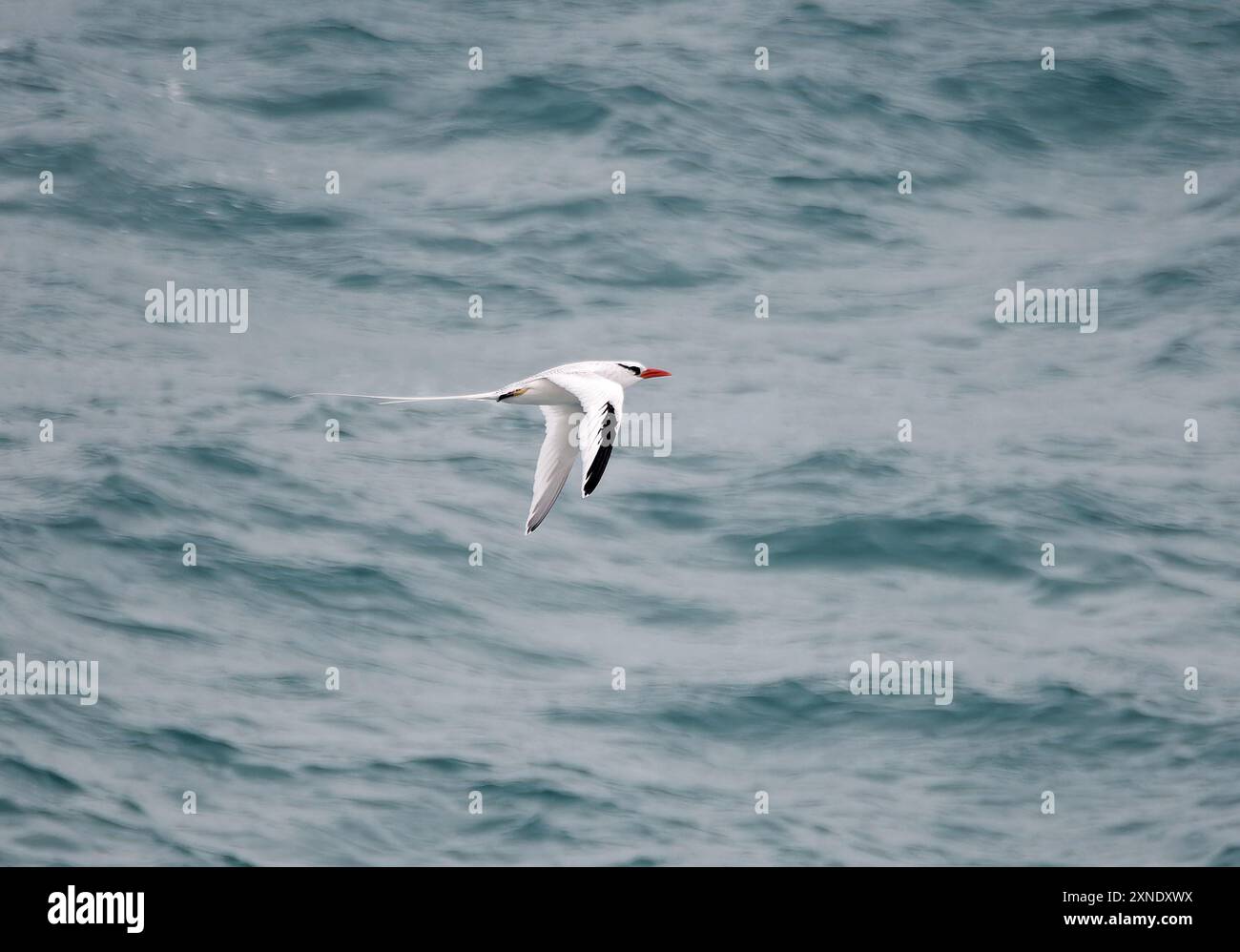 Rotschnabel-Tropikvogel, Rotschnabel-Tropikvogel, Phaéton à bec rouge, Phaethon aethereus, vöröscsőrű trópusimadár, Isla de la Plata, Ecuador Stockfoto