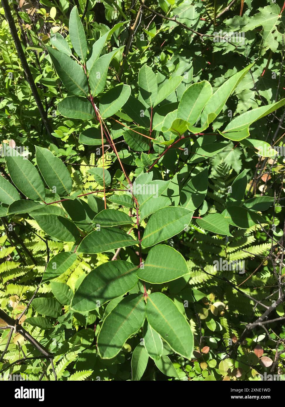 Poison Sumac (Toxicodendron vernix) Plantae Stockfoto