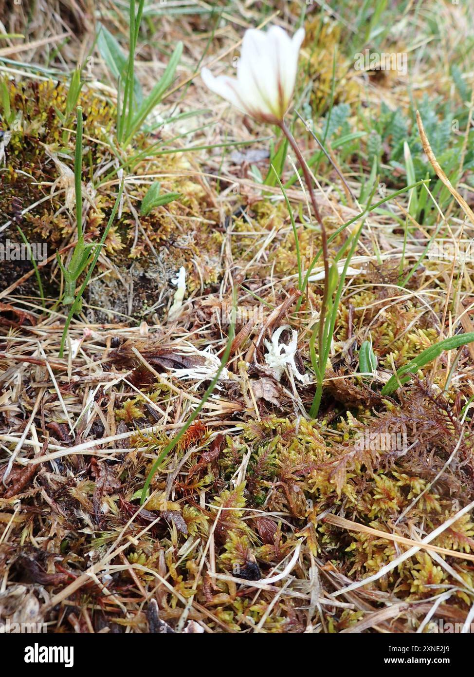 Snowdon Lily (Gagea Serotina) Plantae Stockfoto
