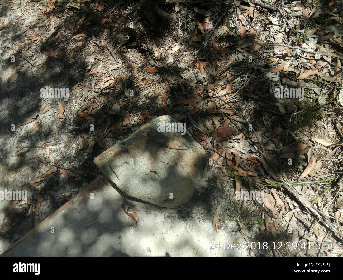Jacky Dragon (Amphibolurus muricatus) Reptilia Stockfoto