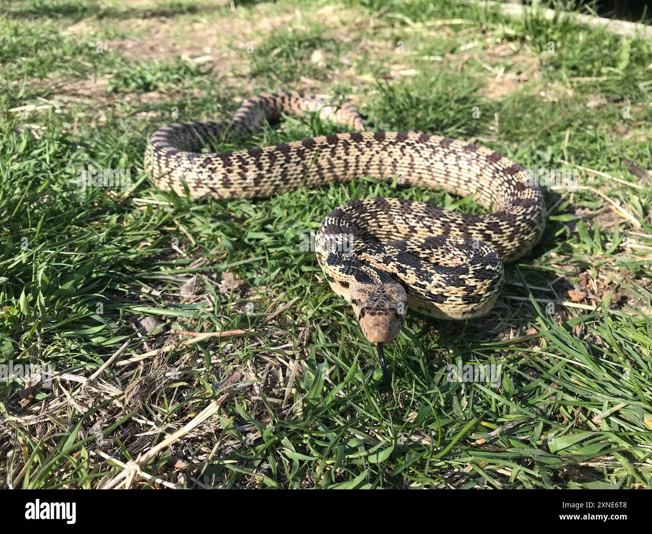 Große Becken Gopher Schlange (Pituophis catenifer deserticola) Reptilia Stockfoto