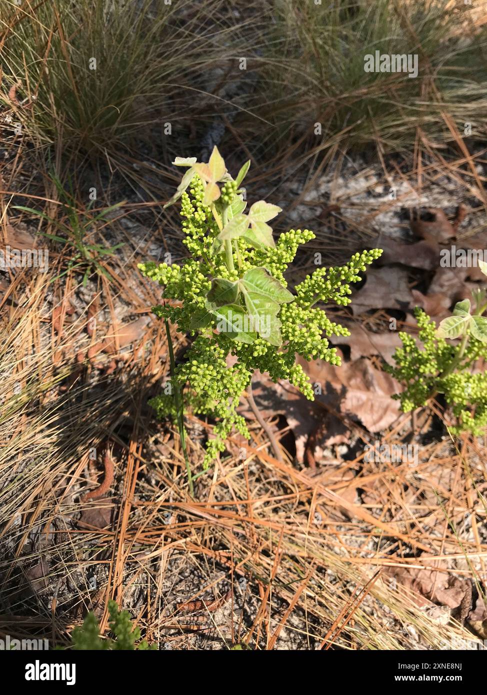 Atlantische Gifteiche (Toxicodendron pubescens) Plantae Stockfoto