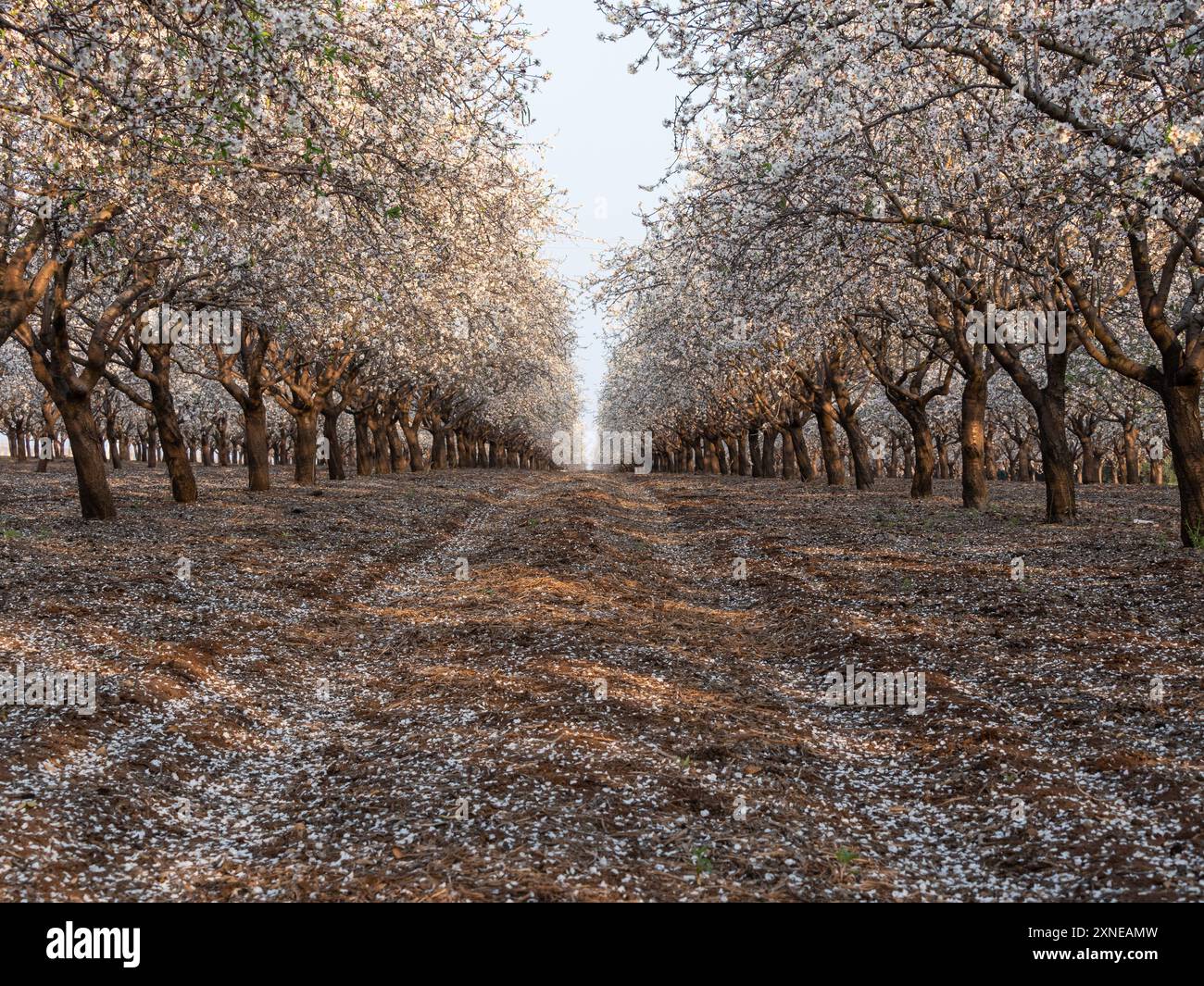 Mandelbaumgarten in Blüte. Stockfoto