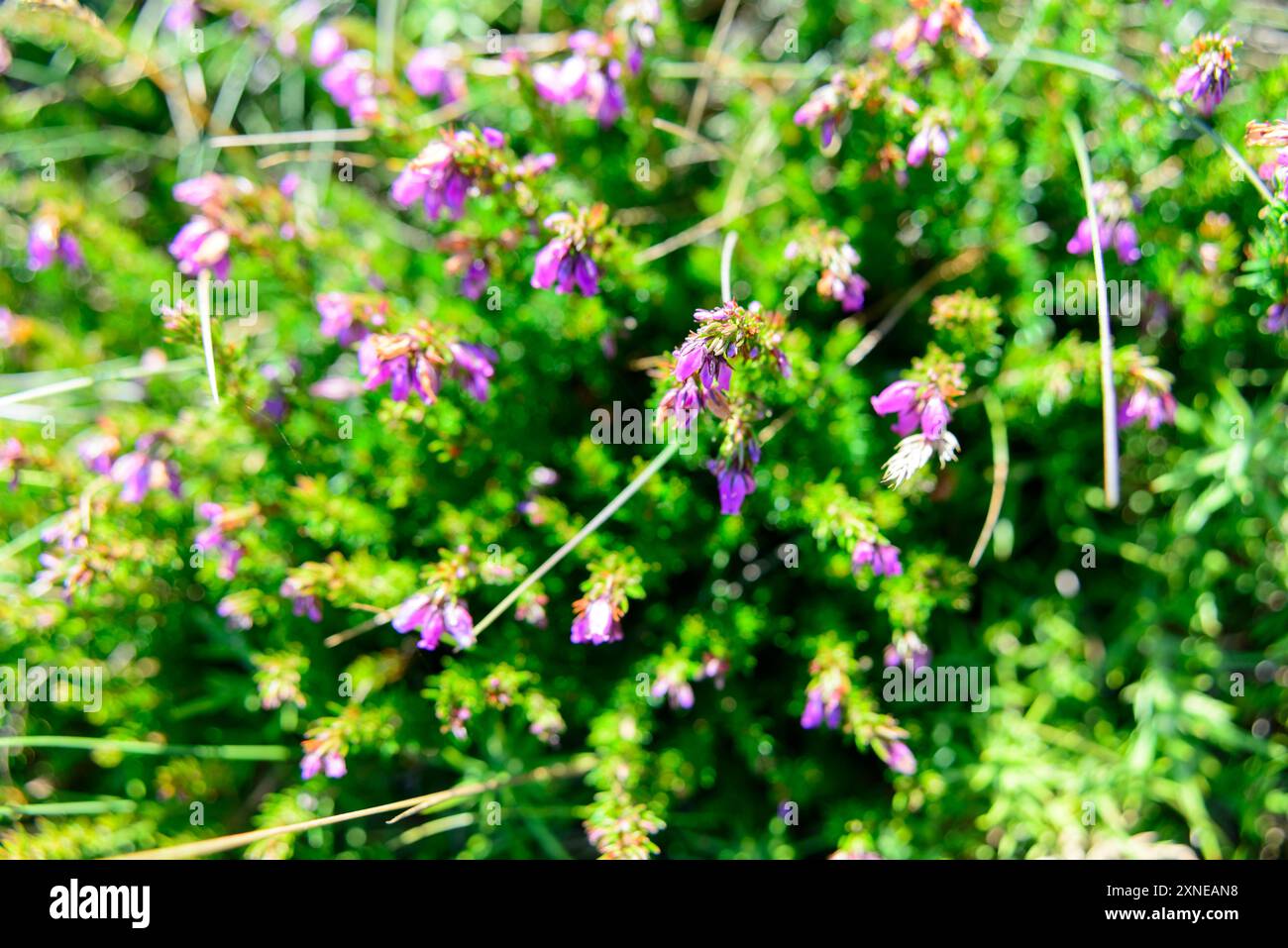 Nahaufnahme der Blüten Stockfoto