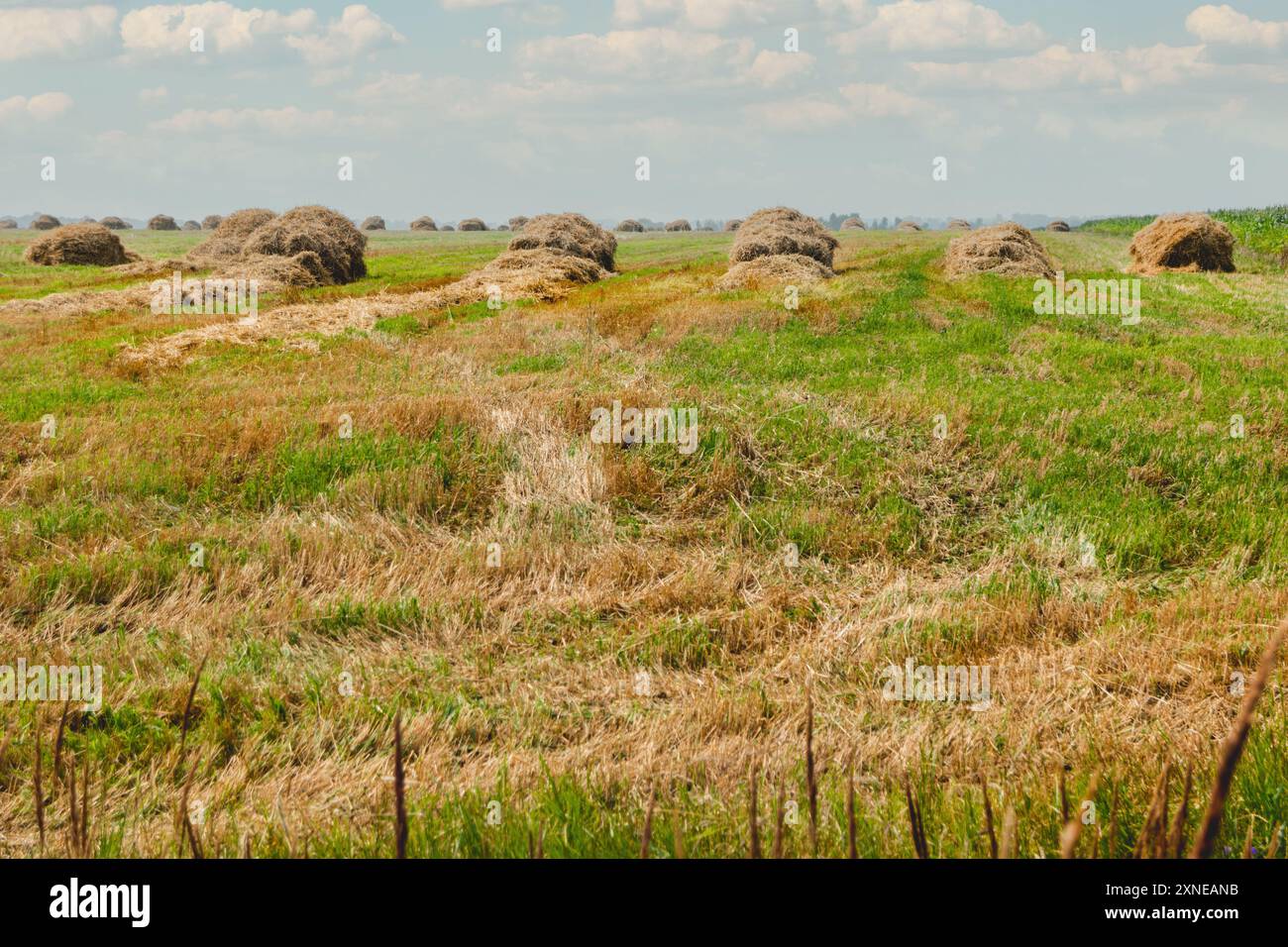 Heu wird auf dem Feld stapelweise gesammelt. Ländliche Landschaft bei gutem Wetter. Landschaft im Sommer oder Frühherbst. Stockfoto