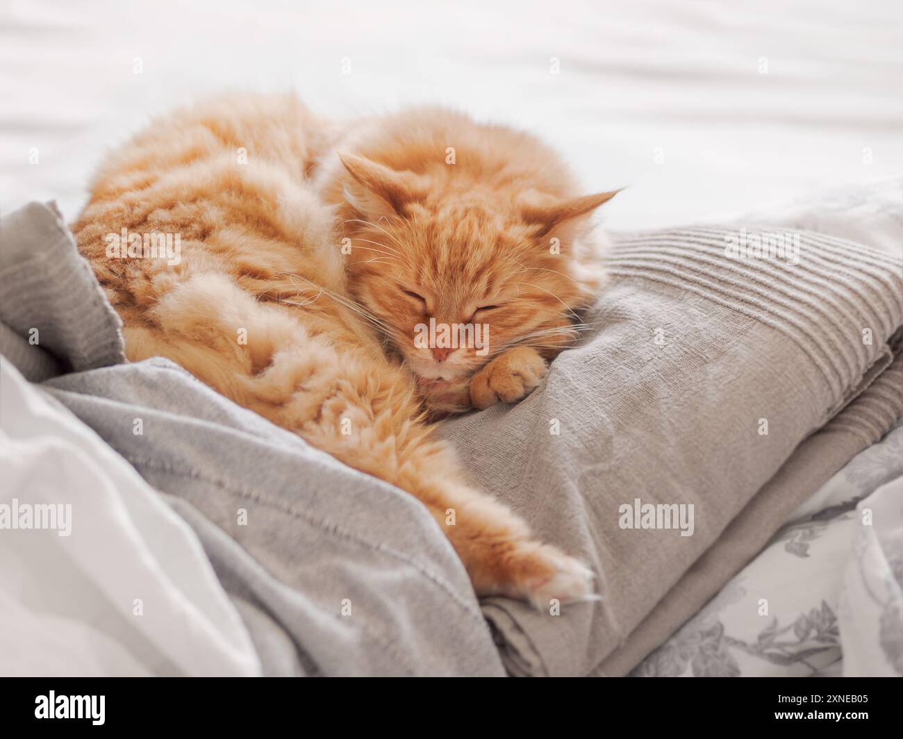 Ingwerkatze schläft auf einem Haufen Textildecken. Flauschiges Haustier ruht sich im Bett aus. Niedliches Haustier liegt bequem auf Decken. Stockfoto