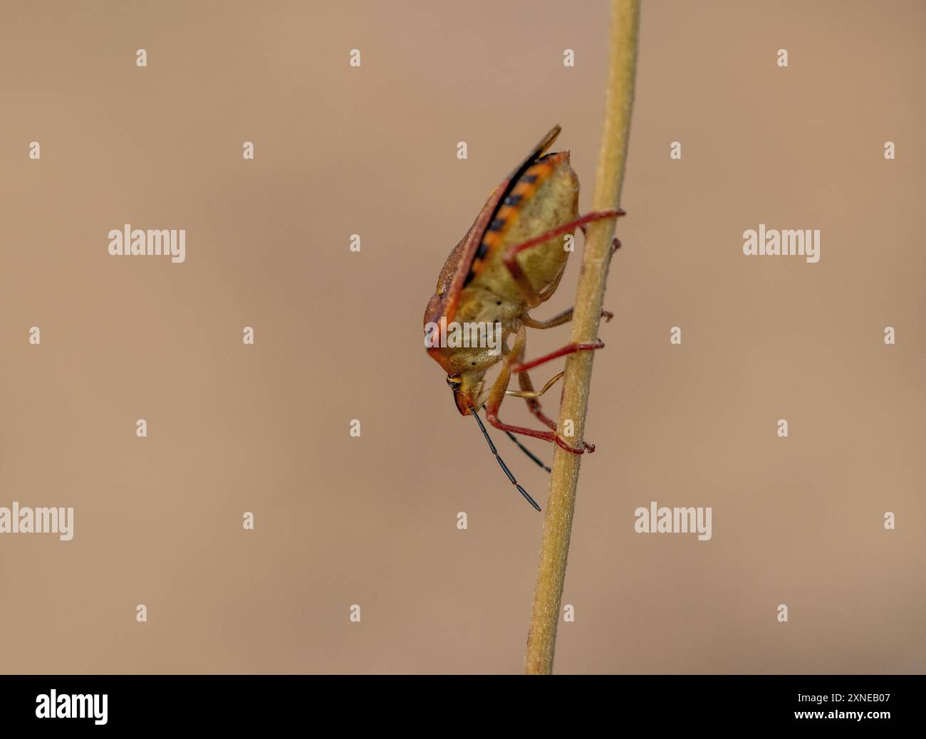 Schildkäfer klettert auf einen Pflanzenstamm. Stockfoto