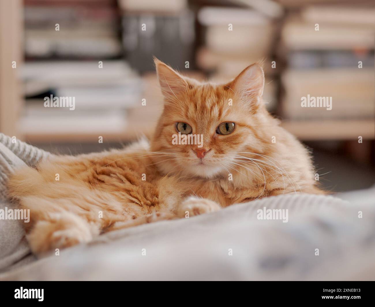 Ingwerkatze schläft auf einem Haufen Textildecken. Flauschiges Haustier ruht sich im Bett aus. Niedliches Haustier liegt bequem auf Decken. Bücherregale auf Backgro Stockfoto