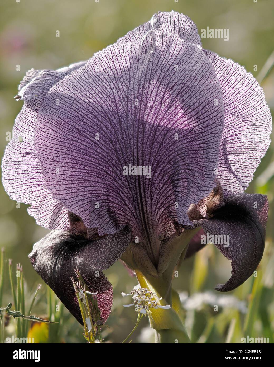 Iris Haynei oder Gilboa Iris blüht kurz im März. Stockfoto